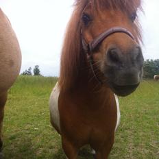 Anden særlig race Line