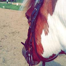 Anden særlig race Indi