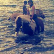 Anden særlig race Indi