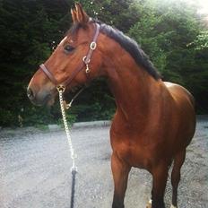 Hollandsk Varmblod B. Lord de Colando