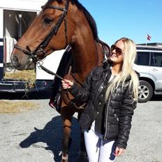 Hollandsk Varmblod B. Lord de Colando