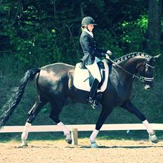 Hannoveraner sir schufro