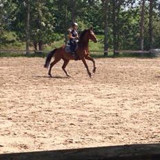 Hollandsk Varmblod B. Lord de Colando