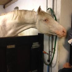 Palomino Brogaards Blue Blizzard