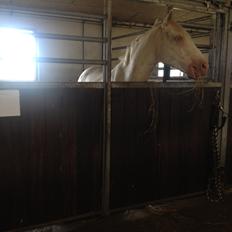 Palomino Brogaards Blue Blizzard