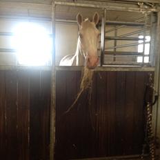 Palomino Brogaards Blue Blizzard