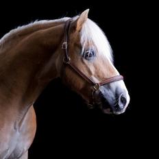 Haflinger Aristo *himmelhest*