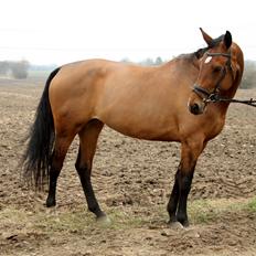 Dansk Varmblod West Site Acacia (Cacia/Gigantus)