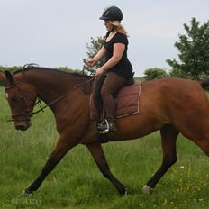 Dansk Varmblod West Site Acacia (Cacia/Gigantus)