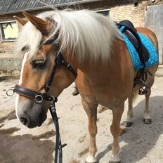 Haflinger Gelstoft Star Shadow