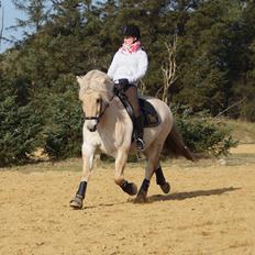 Fjordhest Magnet Halsnæs