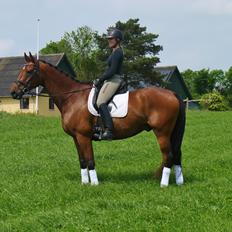 Dansk Varmblod Møllegårdens De Niz