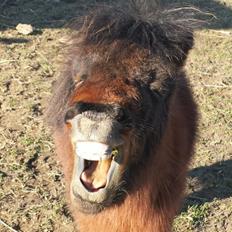 Anden særlig race Pilegårdens Bambino