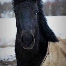 Anden særlig race Bygballegårds Luigi