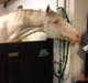 Palomino Brogaards Blue Blizzard