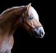 Haflinger Aristo *himmelhest*