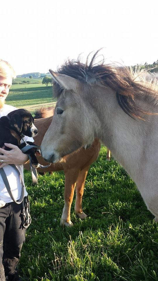 Islænder Isafold fra Troldebo - Andet møde, hun hilser på vores lille hundehvalp billede 5