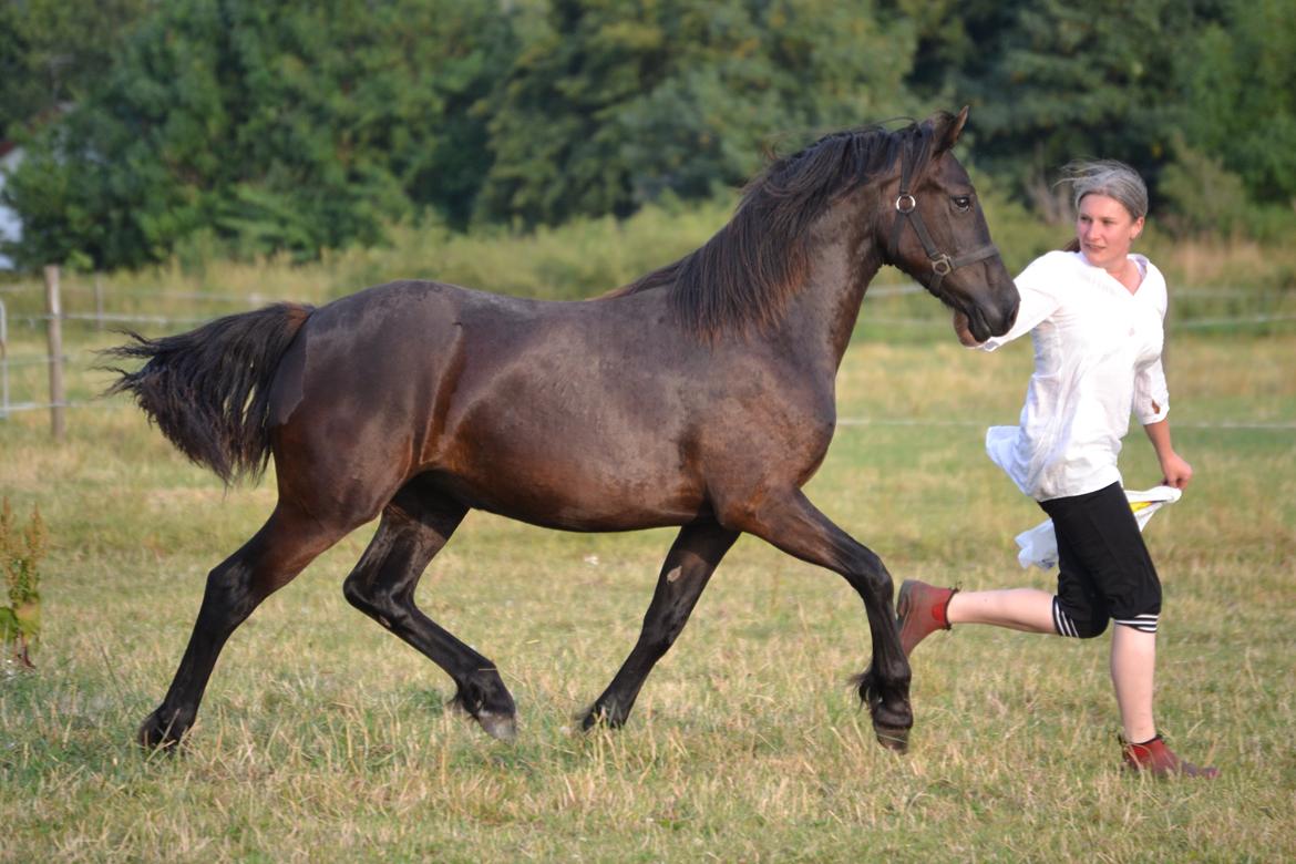 Welsh Cob (sec D) Møllegydens Ebony - Hjemme som 1 års billede 10