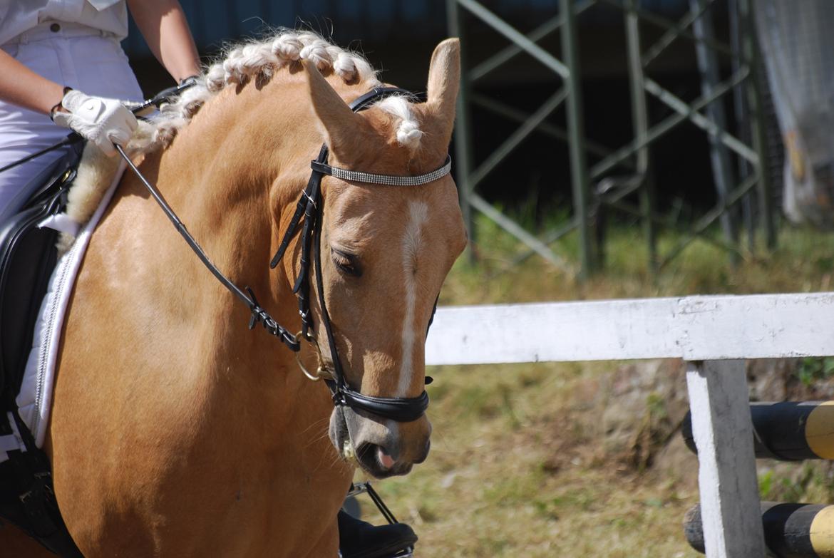 Tysk Sportspony Golden Dream - Stævne i Nyborg rideklub  billede 16