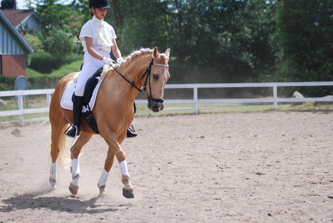Tysk Sportspony Golden Dream - Stævne i Nyborg rideklub  billede 7