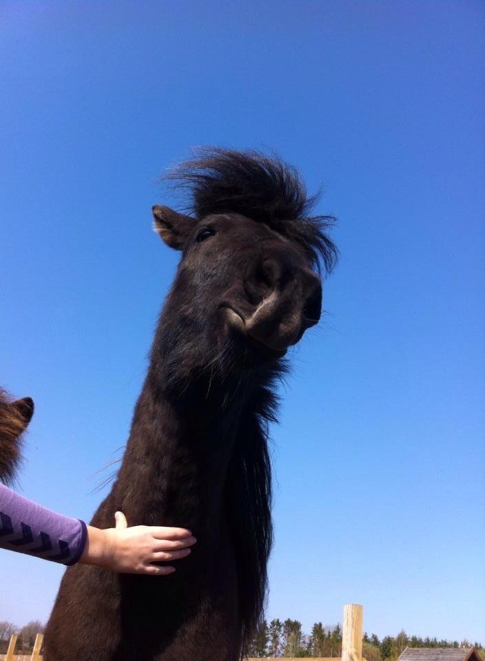 Islænder Tristan fra Anegaarden billede 9