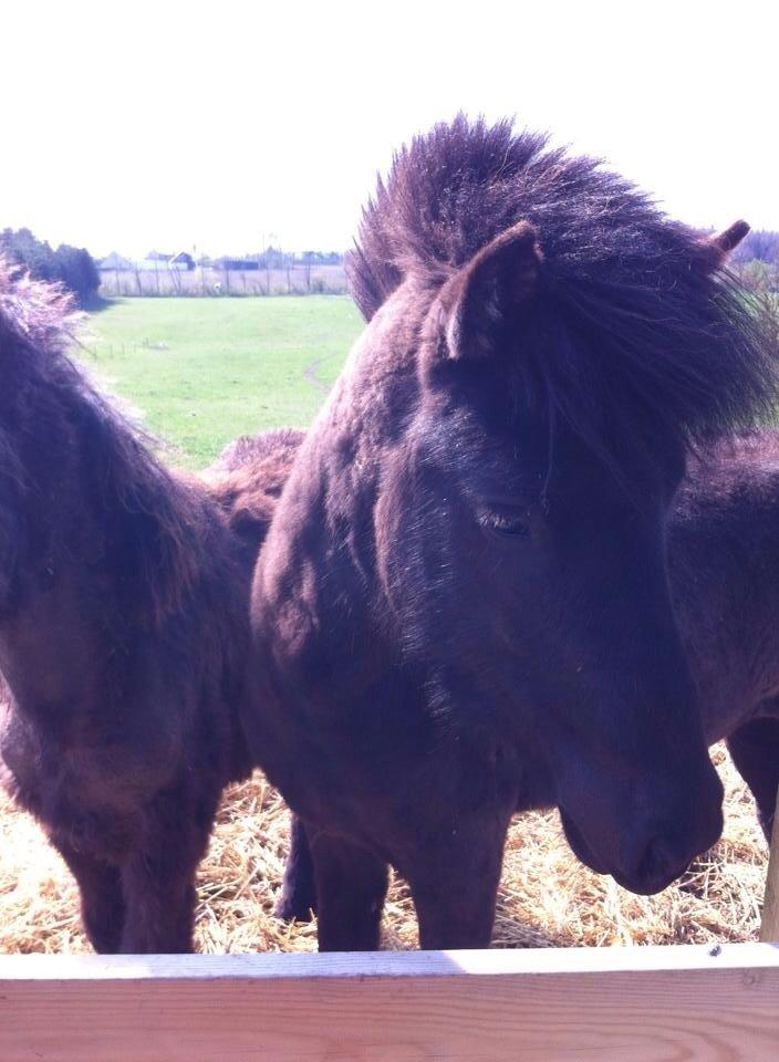 Islænder Tristan fra Anegaarden billede 10