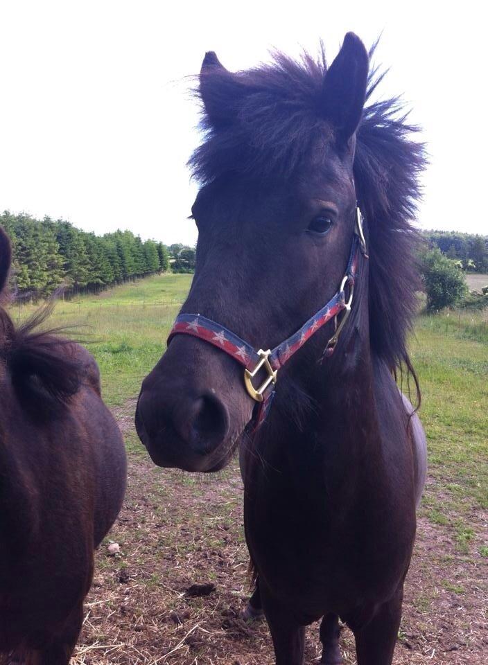 Islænder Tristan fra Anegaarden billede 11