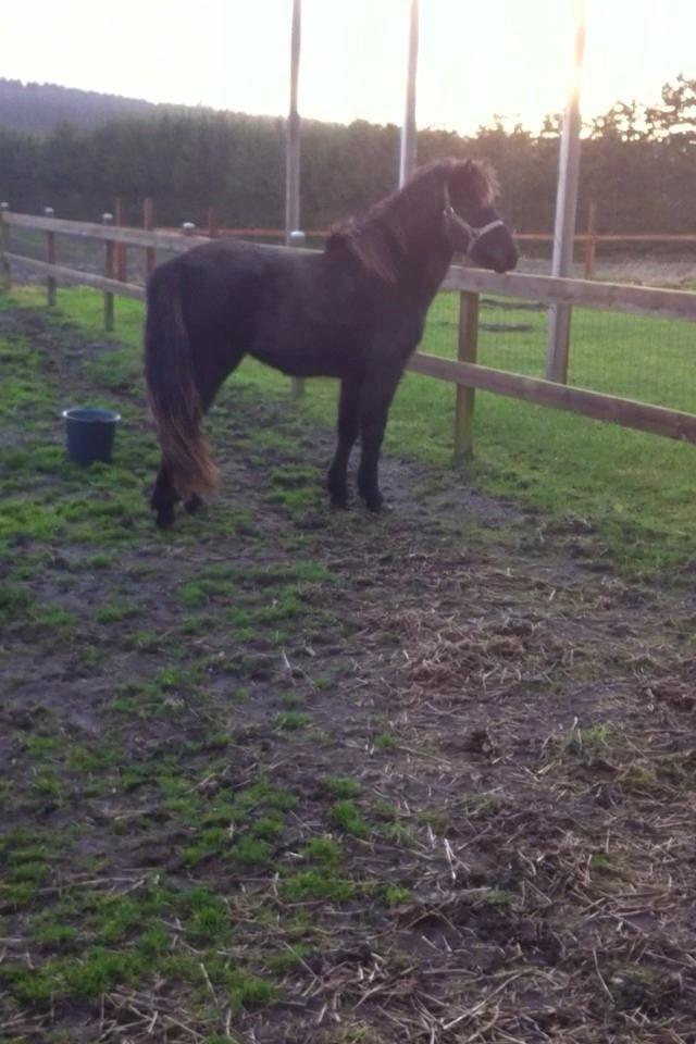Islænder Tristan fra Anegaarden billede 12