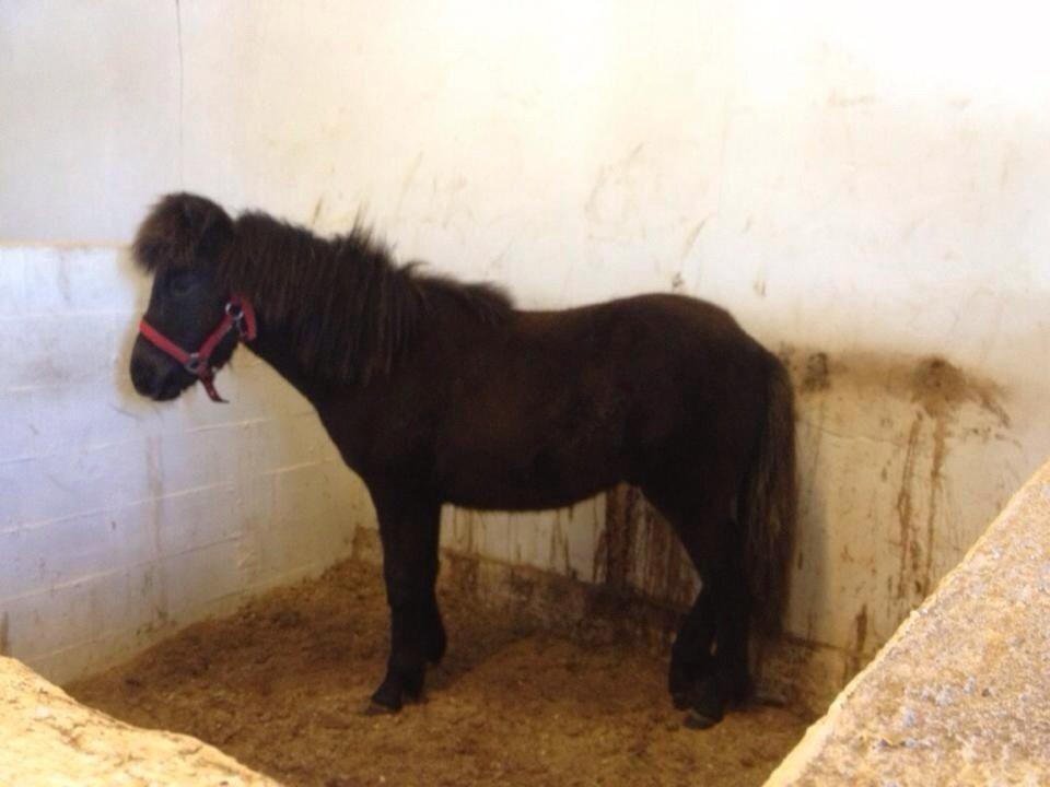 Islænder Tristan fra Anegaarden billede 13