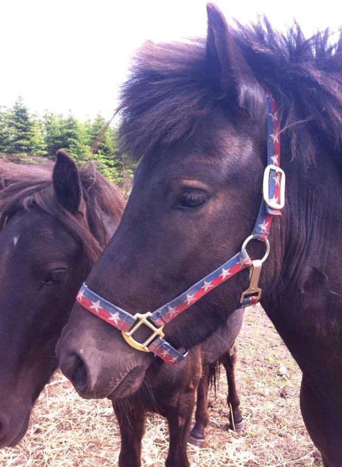 Islænder Tristan fra Anegaarden billede 14