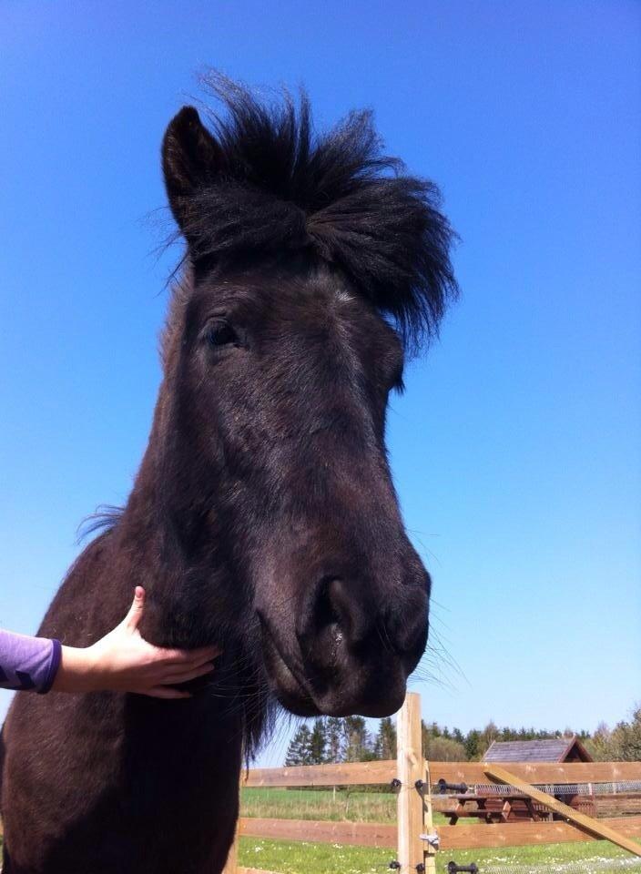 Islænder Tristan fra Anegaarden billede 15