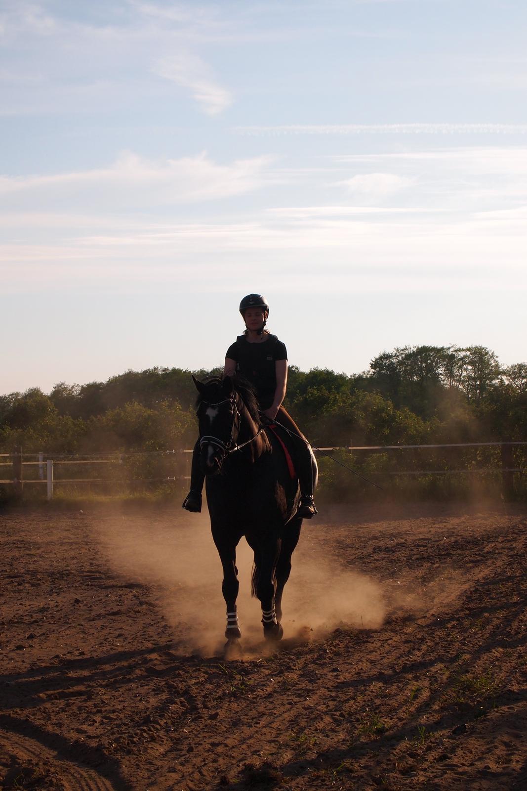 Dansk Varmblod Rosalia Rose - Foto: Mor billede 6