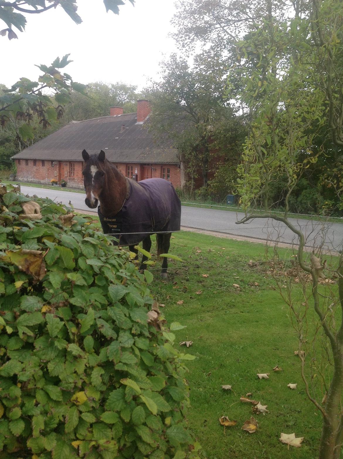 New Forest Milton billede 7