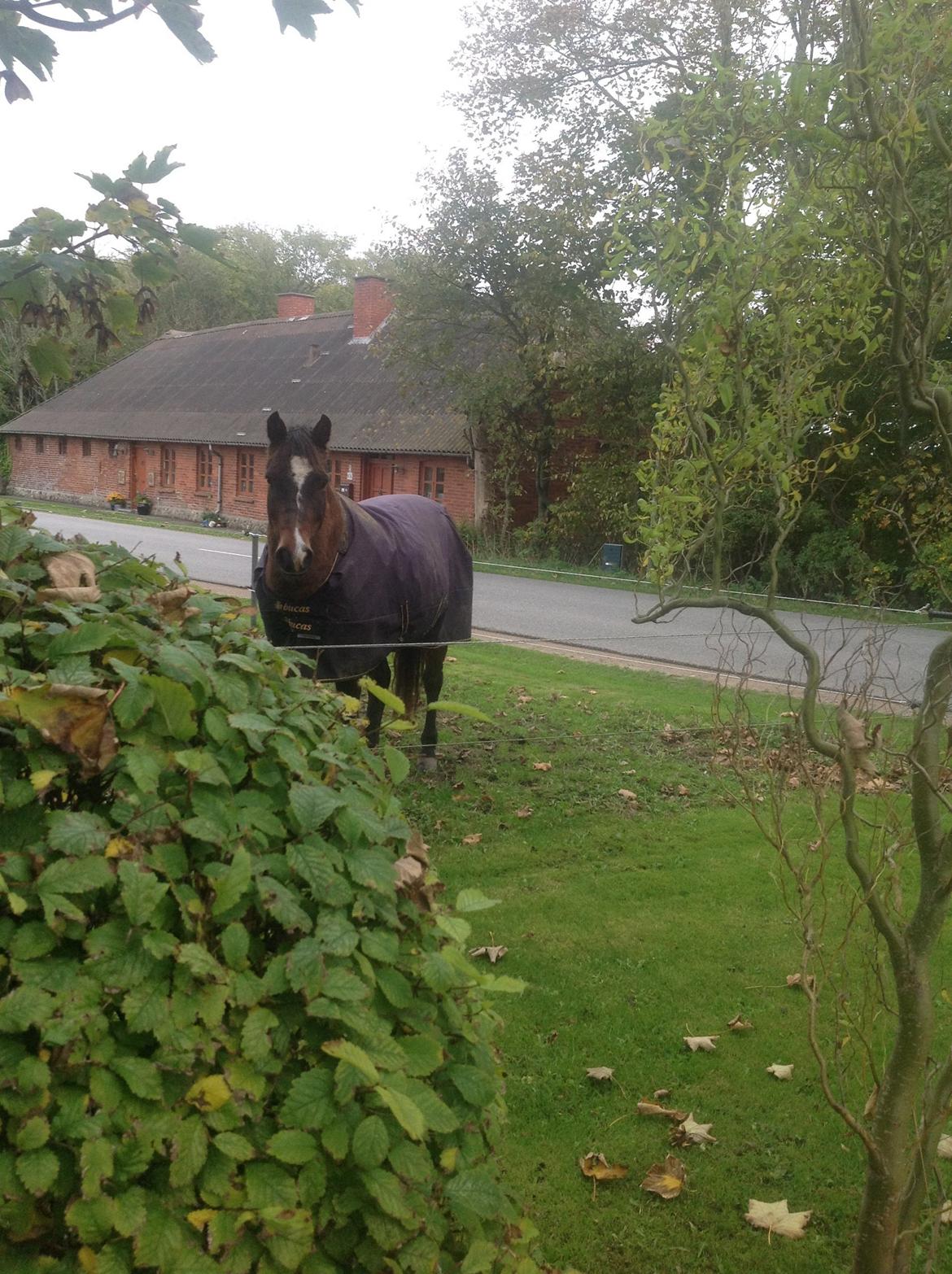 New Forest Milton billede 9