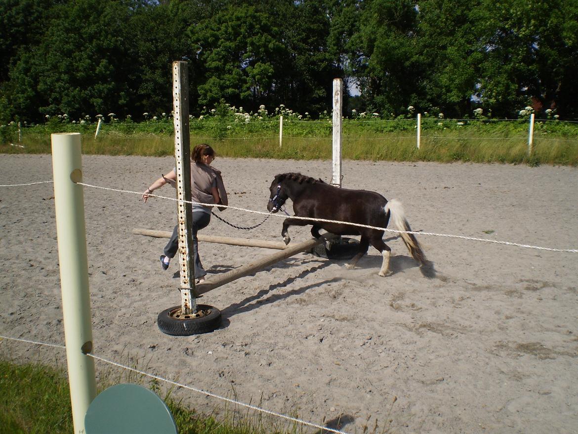 Shetlænder Miss Molly Malone *Mols* billede 9