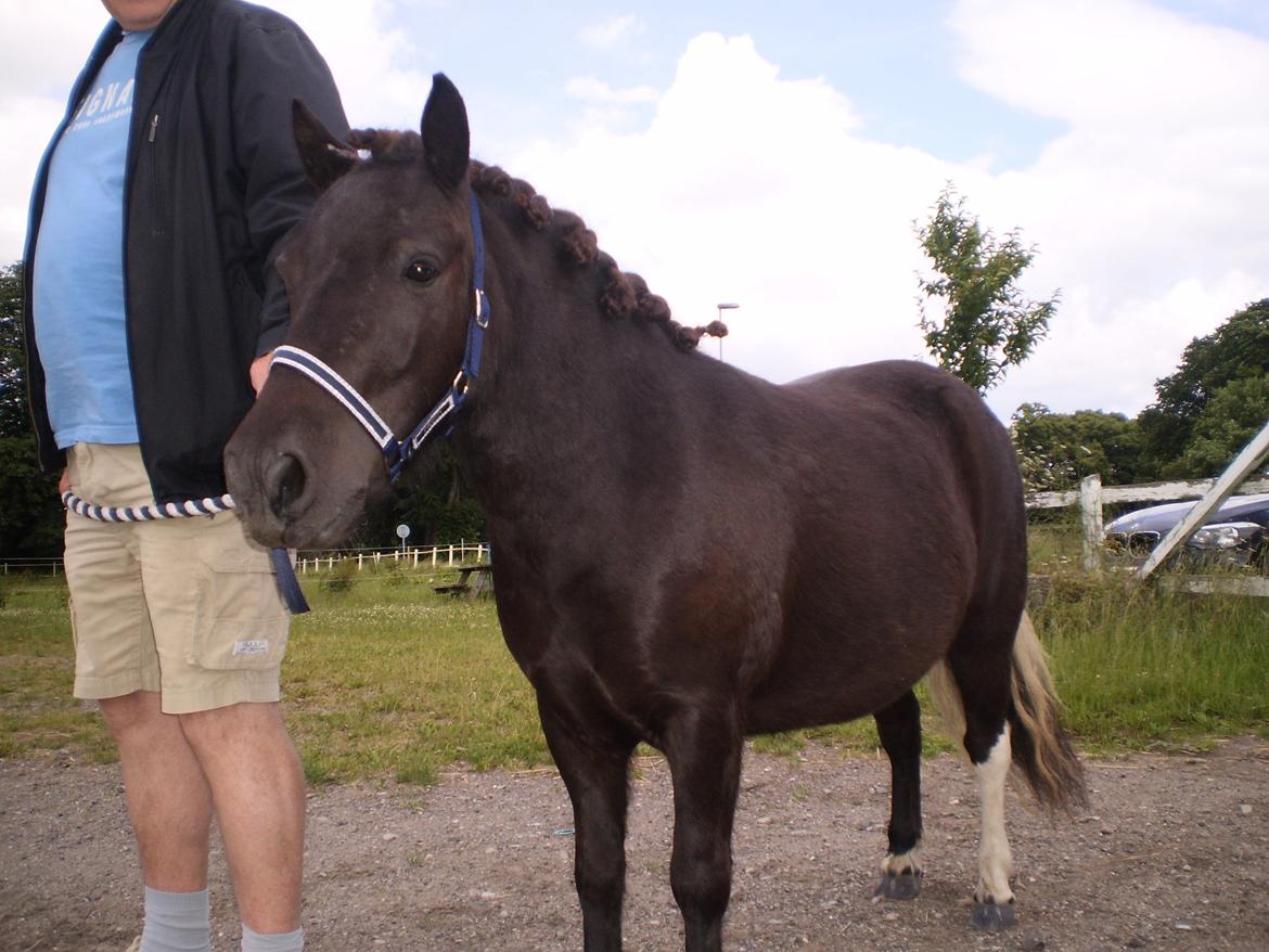 Shetlænder Miss Molly Malone *Mols* billede 1