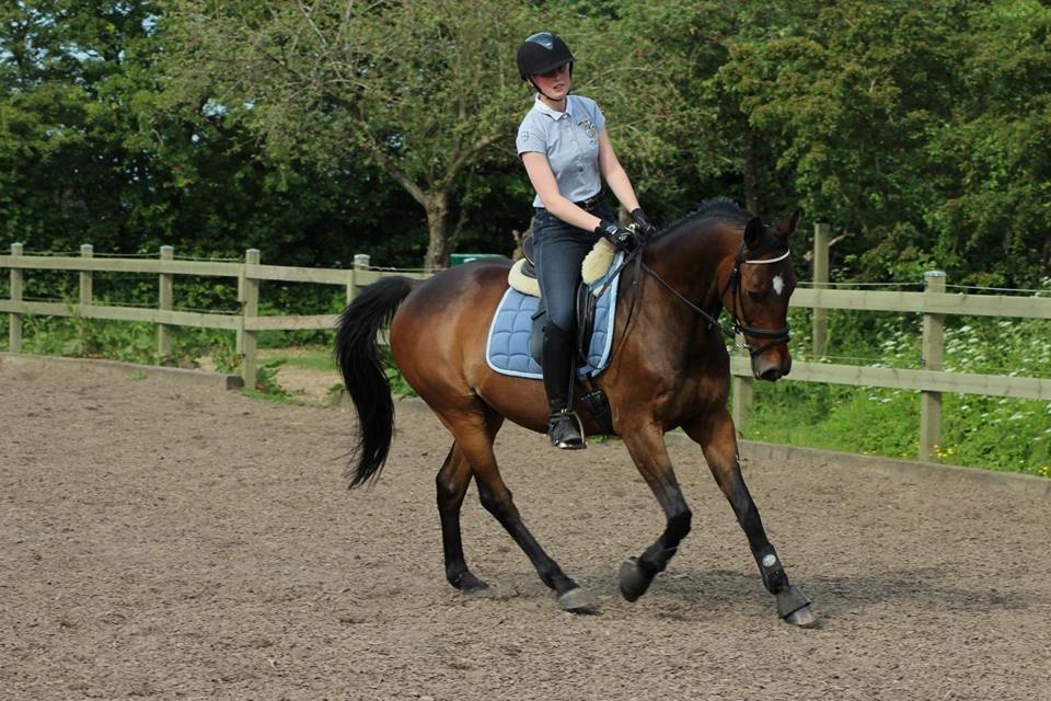 Anden særlig race Dark Stallion - Fotograf: Camilla Steensen. billede 16
