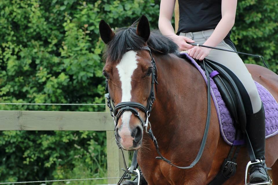 Anden særlig race Maddie billede 28