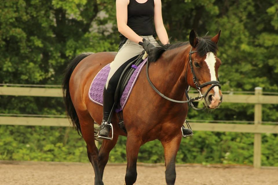 Anden særlig race Maddie billede 20