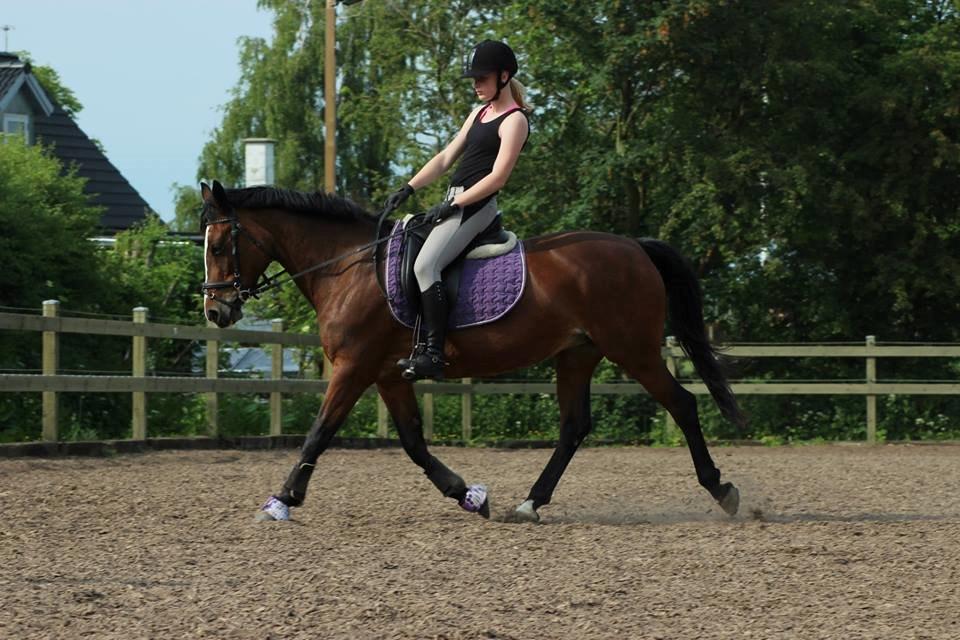 Anden særlig race Maddie billede 13