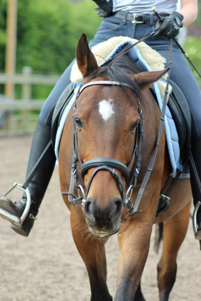 Anden særlig race Dark Stallion - Charmetrold <3                                                                       Fotograf: Camilla Steensen. billede 14