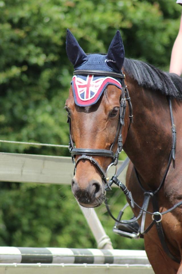 Anden særlig race Dark Stallion - Fotograf: Camilla Steensen billede 7