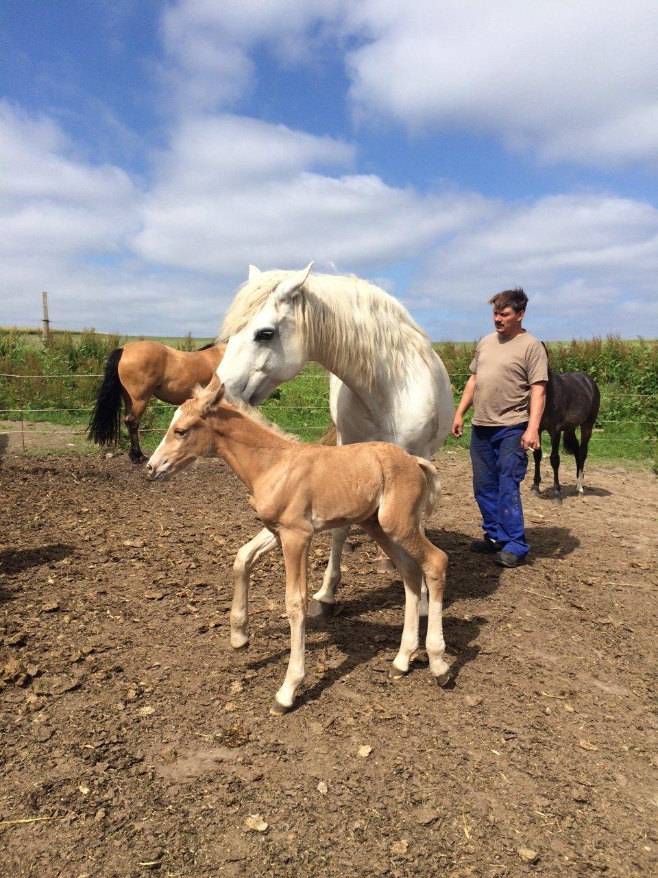 Connemara BAKKEDALS PRIMADONNA - Primadonna med Ice billede 1