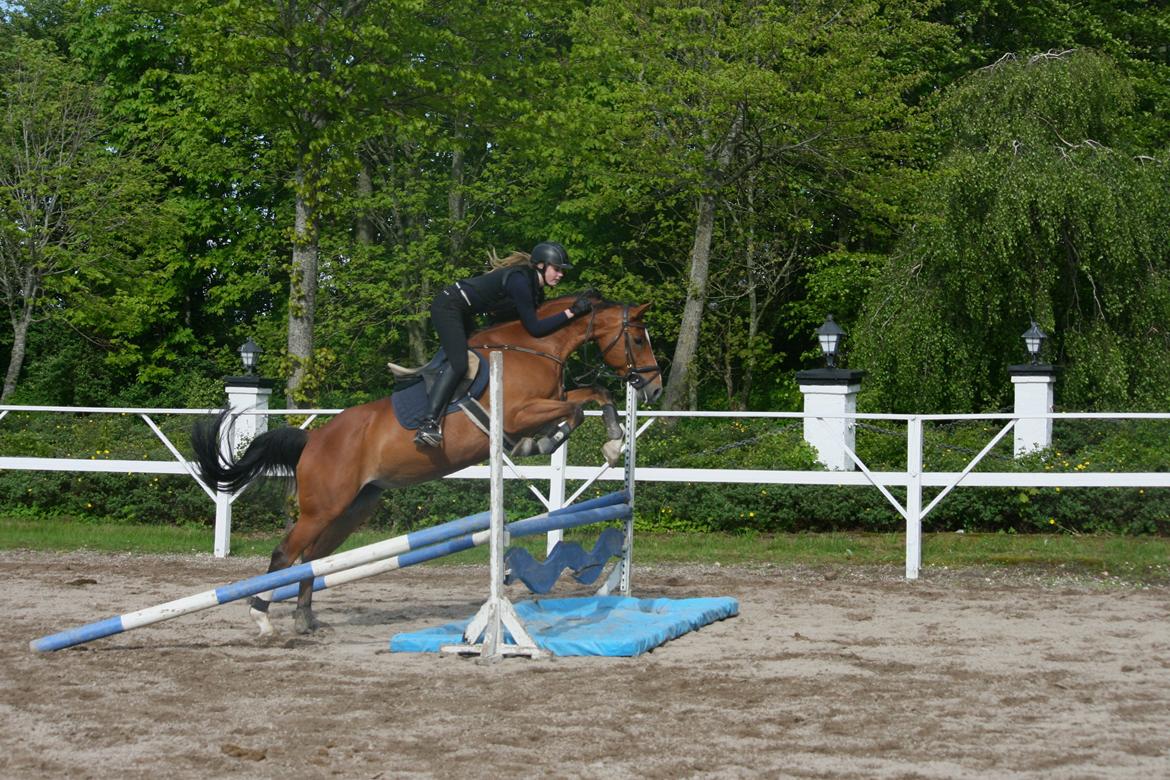 Dansk Varmblod Monique (baby) billede 6