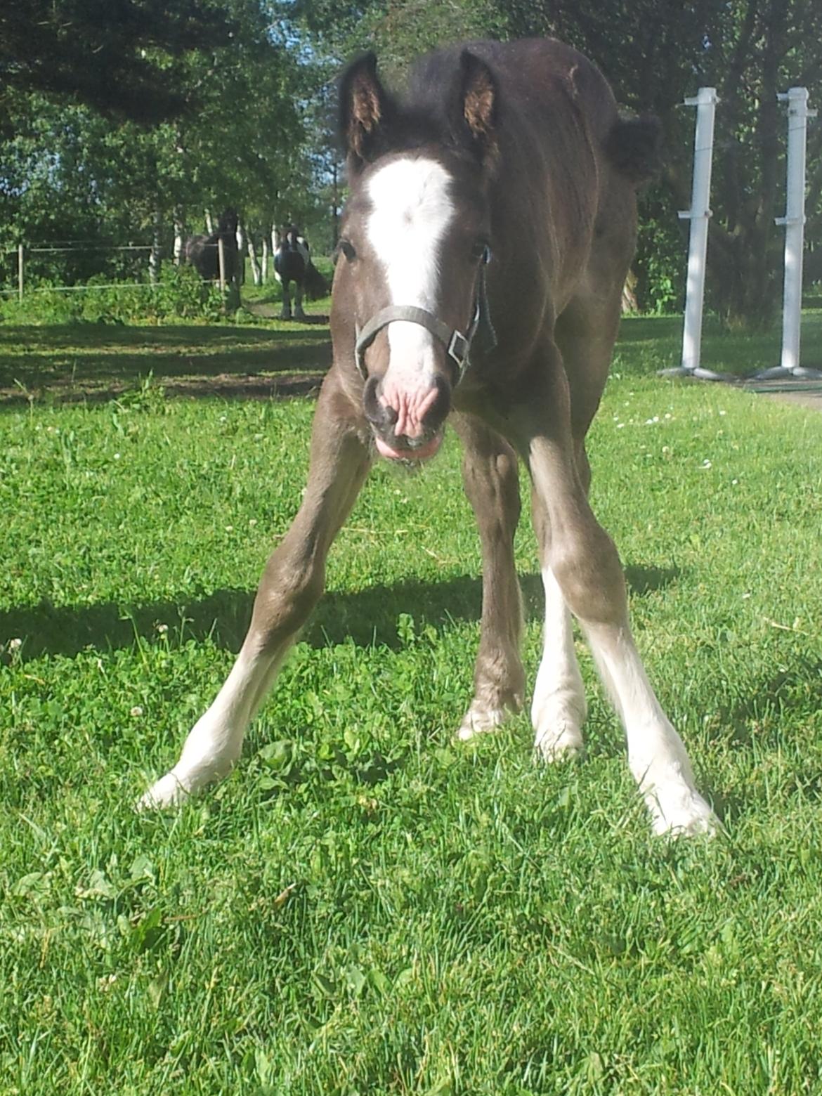 Irish Cob walk of life ( Liam ) billede 9