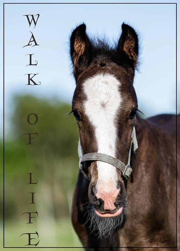 Irish Cob walk of life ( Liam ) billede 3