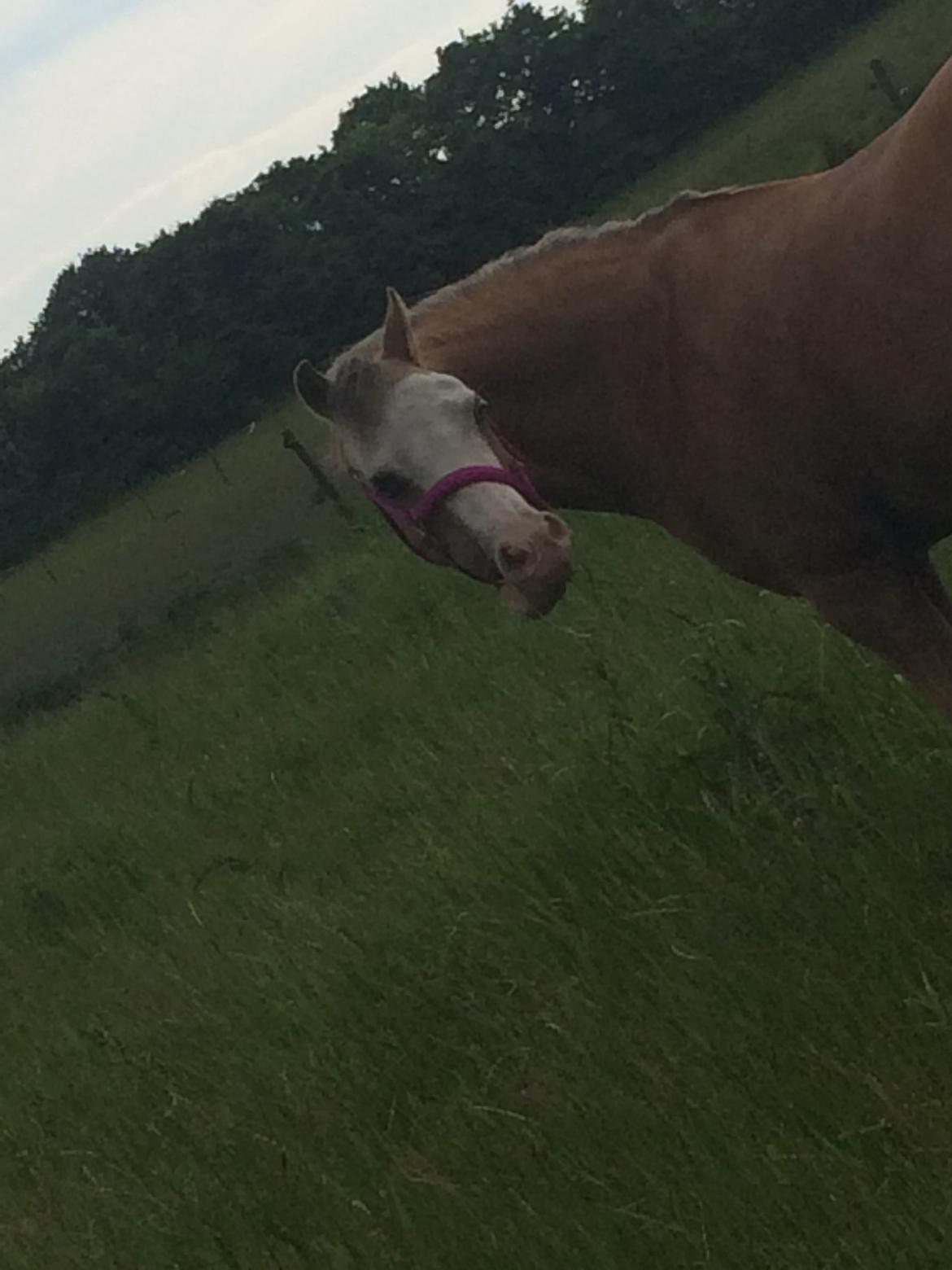 Welsh Mountain (sec A) Femke - femke er ude på fold ;-) billede 2