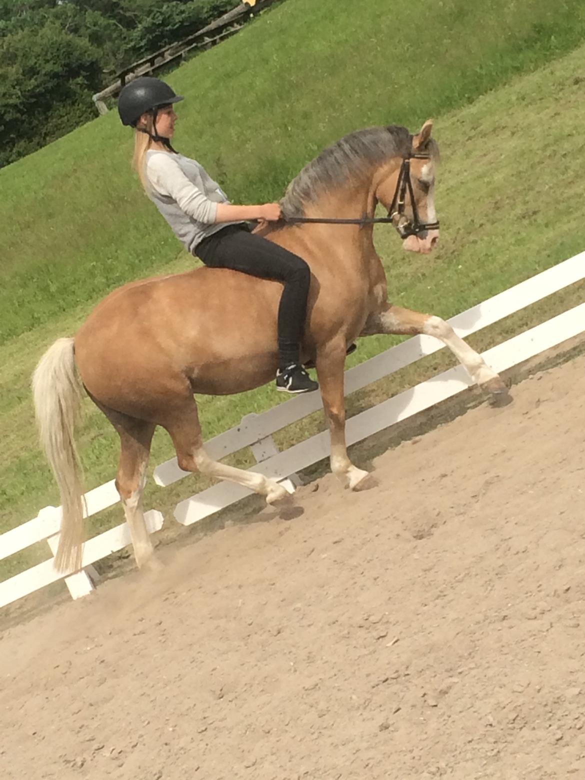 Welsh Mountain (sec A) Femke - katrine der rider Femke billede 3