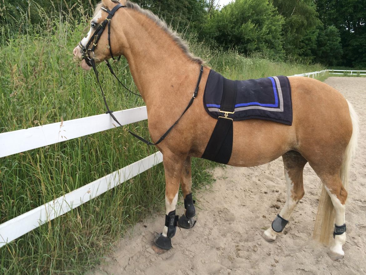 Welsh Mountain (sec A) Femke - Efter ridning :-) billede 4