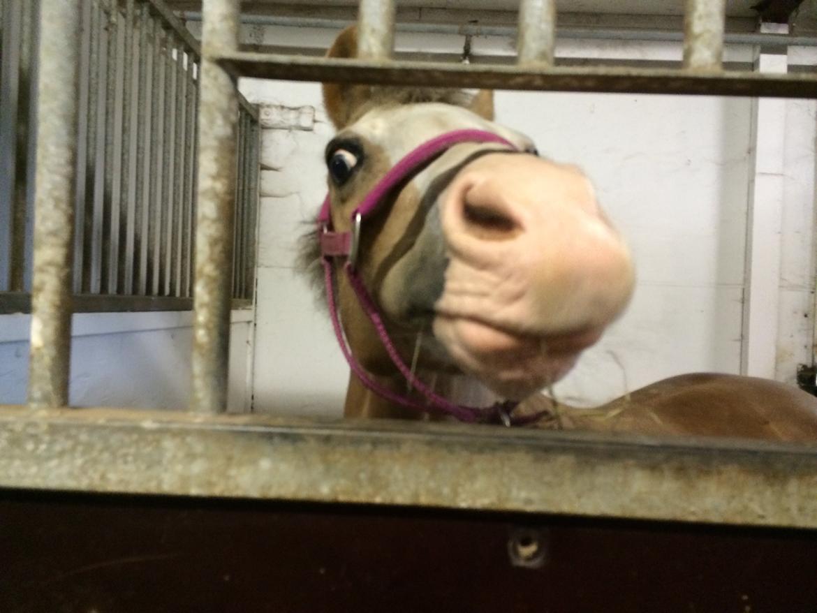 Welsh Mountain (sec A) Femke - Femke der nysgerrig :-) billede 5